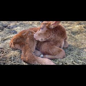 Meet your Posher, Autumn